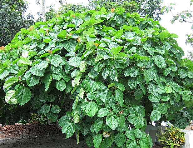 Ficus auriculata